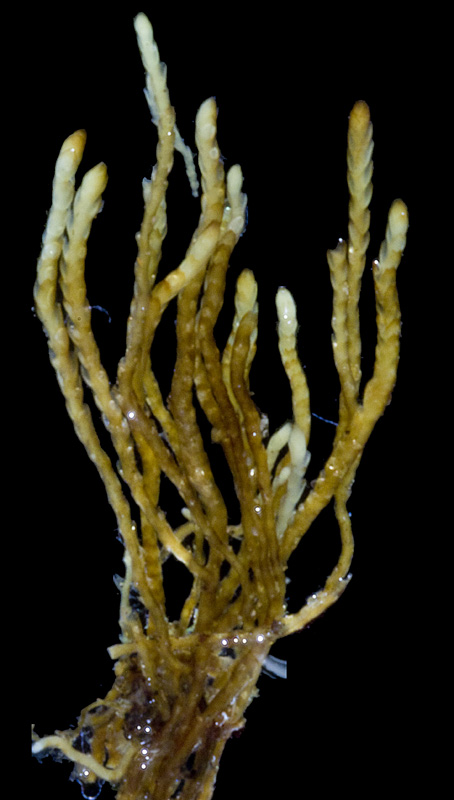 Marsupella condensata